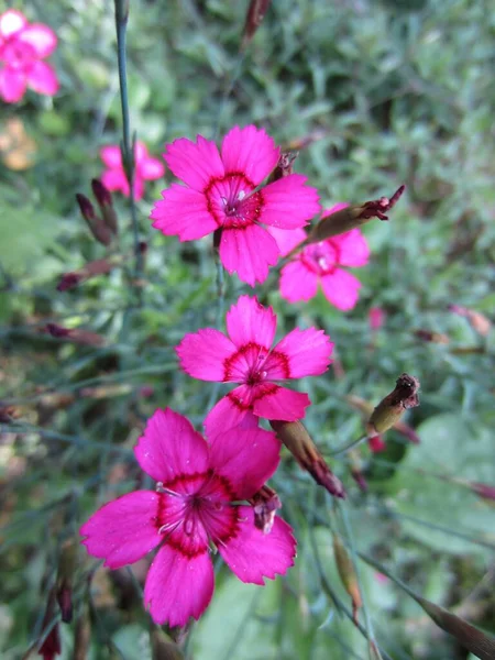 Ανθοφορία Γαρύφαλλου Του Κήπου Dianthus Deltoides Φωτεινά Μικρά Κόκκινα Ροζ — Φωτογραφία Αρχείου