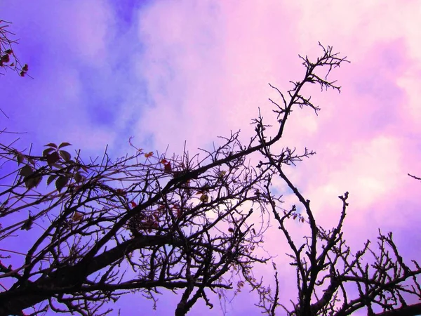 Темні Красиві Примхливі Силуети Гілок Старого Дерева Тлі Яскравого Рожево — стокове фото