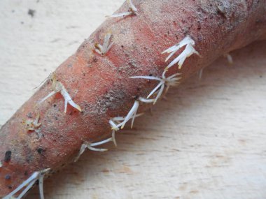 Havuç üzerinde küçük beyaz kökler. Ahşap bir tahtanın arka planında kirli filizlenen kök mahsulü.