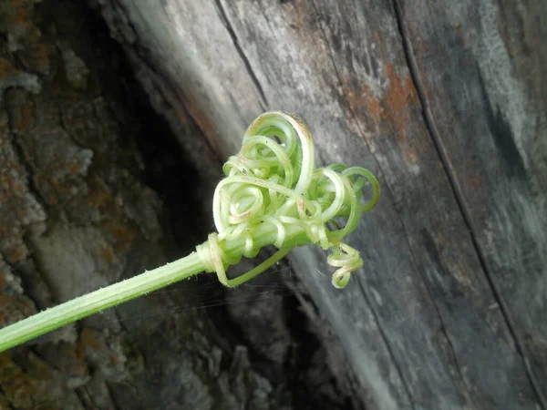 庭の古いナッグの背景に カボチャ Cucurbita のきつい結び目の芽 Tendrils に強く絡み合っています — ストック写真