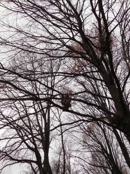 Bir Meşe Ağacının Silueti Quercus Robur Anormal Morfogenez Mutasyon Mantar — Stok fotoğraf