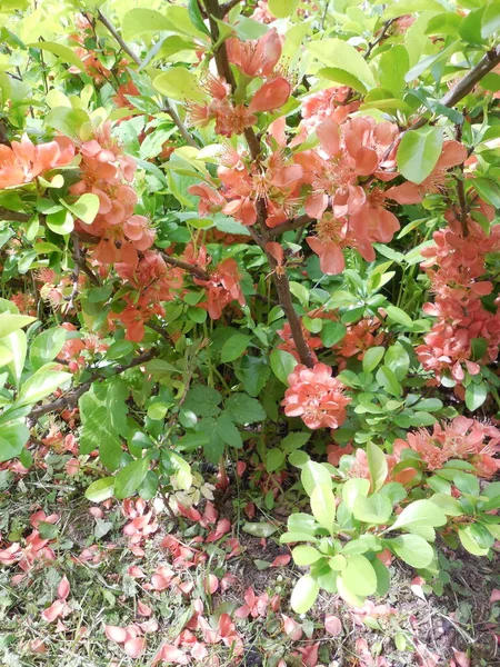 Sur Buisson Chaenomeles Japonica Les Pétales Tombent Des Fleurs Rouges — Photo