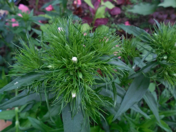 Inflorescence Herbaceous Plant Turkish Carnation Dianthus Barbatus Beginning Flowering White — Stock Photo, Image