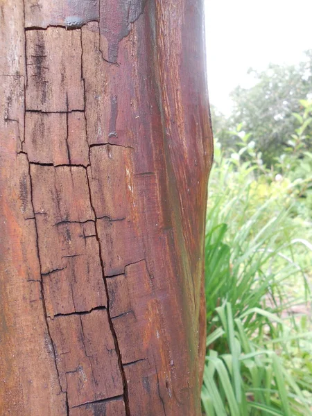 Eski Bir Ağacın Gövdesi Engebeli Derin Çatlaklar Ile Yazın Arka — Stok fotoğraf