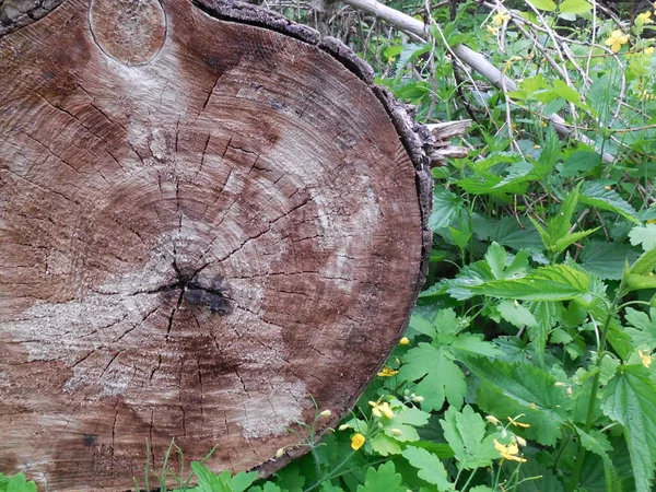 Okrągły Fragment Dawno Upadłego Grubego Drzewa Pęknięciami Śladami Gnicia Tle — Zdjęcie stockowe
