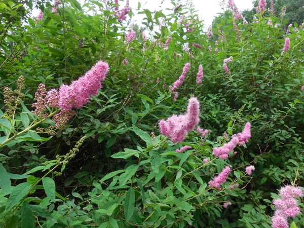 Буш Spiraea Billardii Летом Время Цветения Розовые Элегантные Соцветия Фоне Стоковое Изображение