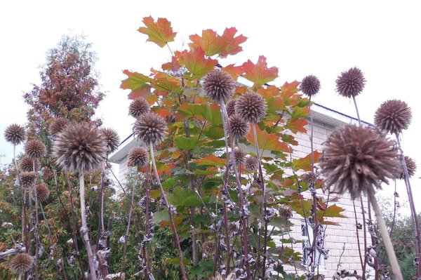 薬用植物と観賞用植物の熟した種子を持つ乾燥した球状の花序庭園の背景にあるEchinops — ストック写真