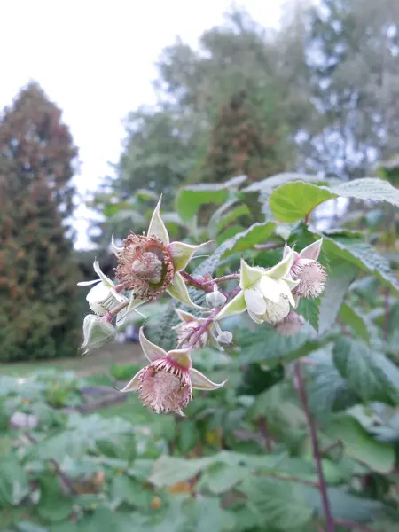 Inflorescence Des Framboises Jardin Rubus Idaeus Pendant Floraison Début Formation — Photo