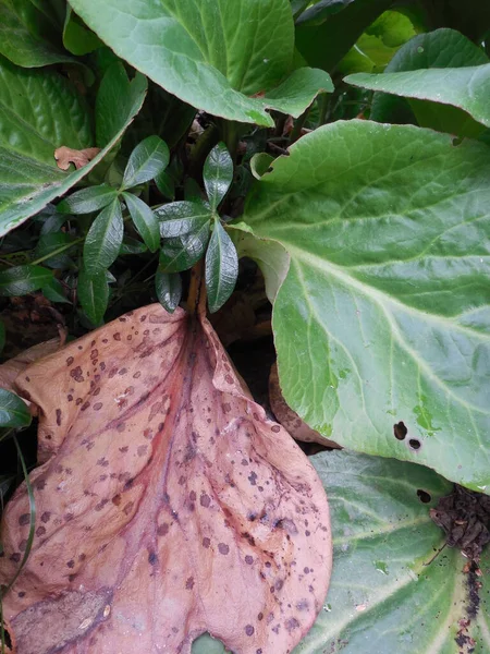 Siyah Benekli Kış Esmerleri Badan Cordifolia Nın Bergenia Cordifolia Fermente — Stok fotoğraf