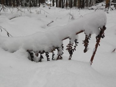 Ağaçların ve karların arka planında kışın kurumuş eğreltiotu yaprağı..