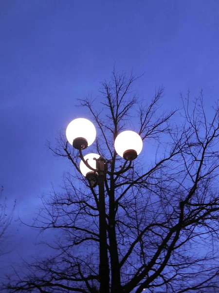Akşam Gökyüzünün Arka Planında Tane Parlak Yuvarlak Lamba Bir Ağacın — Stok fotoğraf