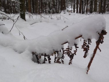 Ağaçların ve karların arka planında kışın kurumuş eğreltiotu yaprağı..
