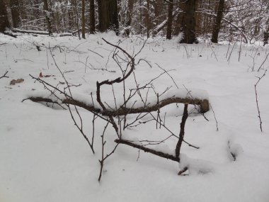 Kar ve orman ağaçlarının arka planında sıra dışı kırılmış bir huş ağacı dalı..