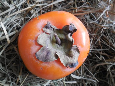 Kuru otların arka planında olgun, sulu, parlak, portakal renkli meyveler (saman).