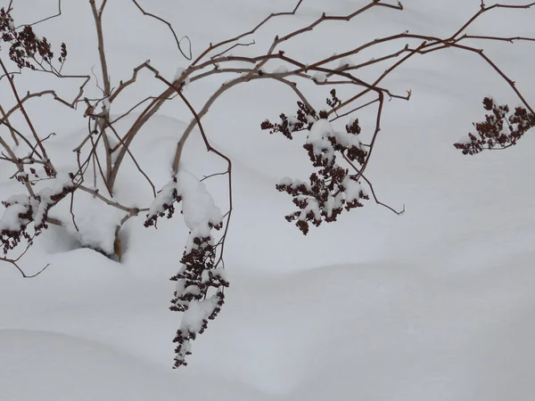 Getrocknete Durchbrochene Blütenstände Des Strauches Sorbifoli Sorbifolia Winter Auf Einem — Stockfoto