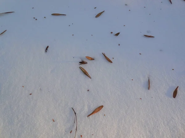 Samen Der Gemeinen Esche Fraxinus Excelsior Winter Auf Weißem Schnee — Stockfoto