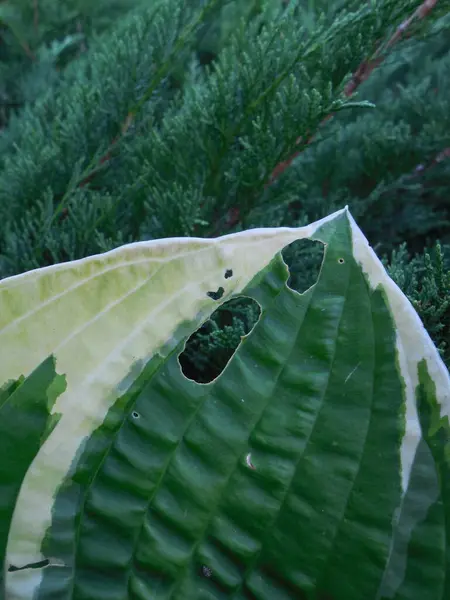 Buco Fatto Parassiti Giardino Lumache Una Bella Foglia Bianco Verde — Foto Stock