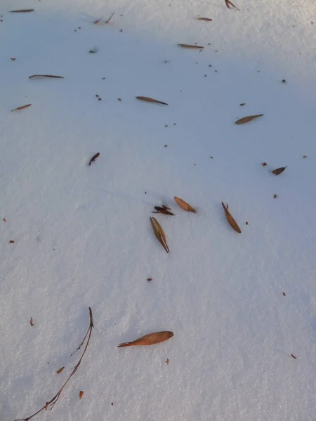 Graines Frêne Commun Fraxinus Excelsior Hiver Sur Neige Blanche — Photo