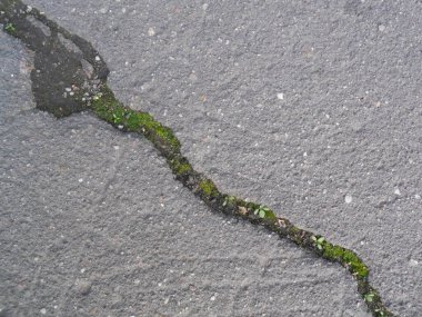 Asfalt bir çatlakta yeşil yosun..