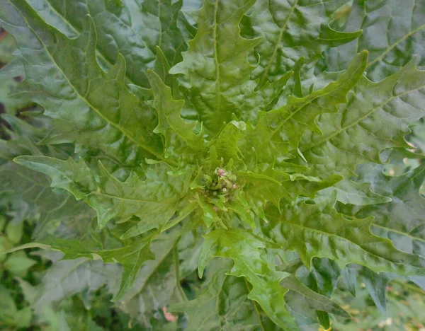 Plante Mauvaises Herbes Lactuca Serriola Belles Feuilles Ornementales Fond Vert — Photo