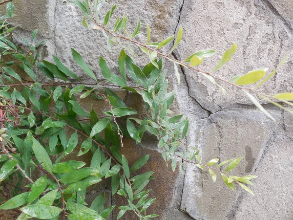 Branches Ornamental Shrub Spiraea Cinerea Background Old Gray Stone Wall — Stock Photo, Image