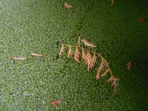 Висушена Маленька Гілочка Вічнозеленого Туї Воді Зеленій Каченяті Lemna — стокове фото