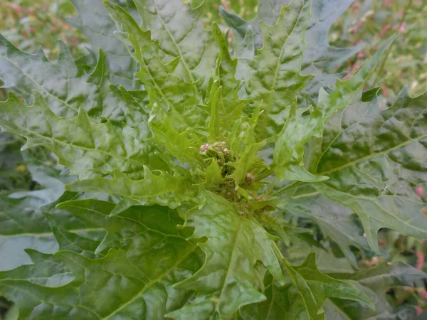 Unkrautpflanze Lactuca Serriola Schöne Zierblätter Spektakulärer Grüner Hintergrund — Stockfoto
