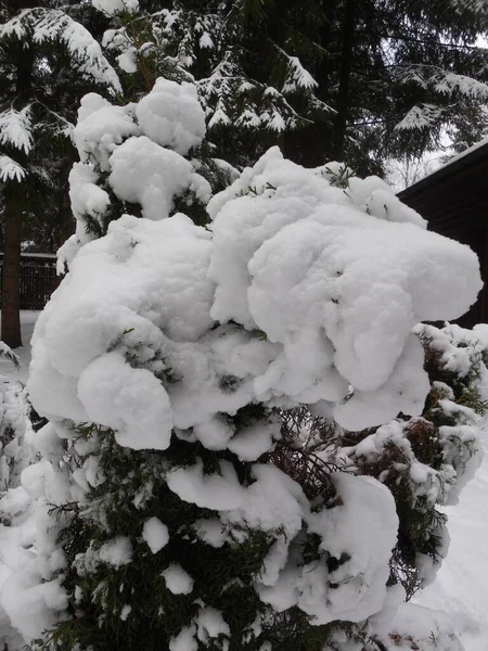 花园里一株美丽的奇形怪状的针叶树 冬天被雪覆盖着 — 图库照片