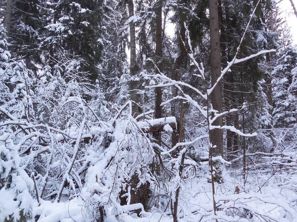 冬天的一片美丽的被雪覆盖的野生森林的碎片 有落叶和针叶树 还有一个意外收获 倒下的树是棵大云杉 — 图库照片