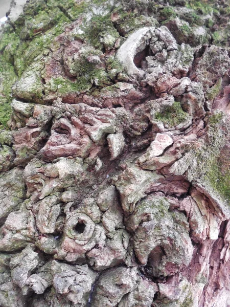 Corteccia Spessa Strutturata Con Bel Motivo Sul Tronco Vecchio Albero — Foto Stock