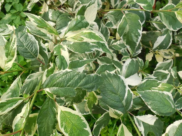 Helder Wit Groen Blad Van Tuin Sier Struik Cornus Van — Stockfoto