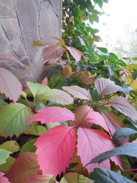 庭の秋のリアナ パルテノクシスの明るい緑と赤 ピンク 石で囲まれた壁 — ストック写真