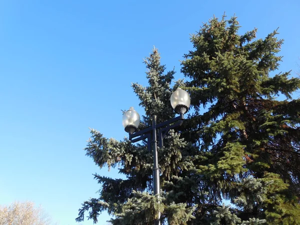 Een Hoge Antieke Straat Lamp Achtergrond Van Een Hoge Dennenboom — Stockfoto