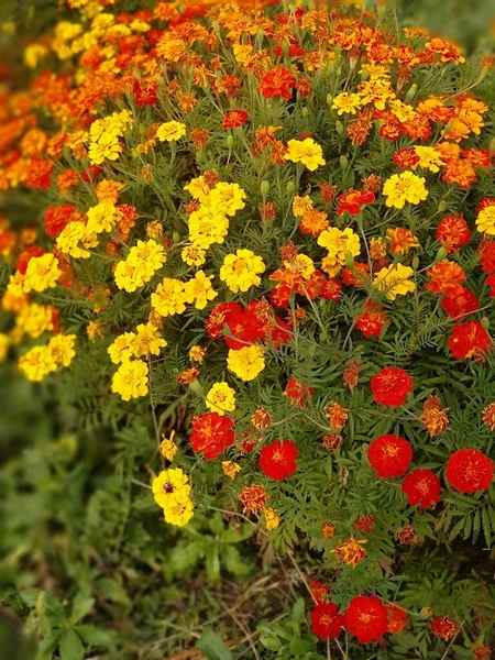 Muitas Pequenas Flores Calêndula Tagetes Sombras Diferentes Amarelo Vermelho Cor — Fotografia de Stock