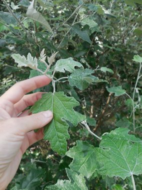 Gri kavak yaprağı (Populus alba), ışıkla kaplıdır..