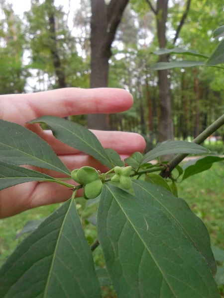 Green Unripe Fruits Berries Beresklet Shrub Euonymus Summer Background Leaves — Stock Photo, Image