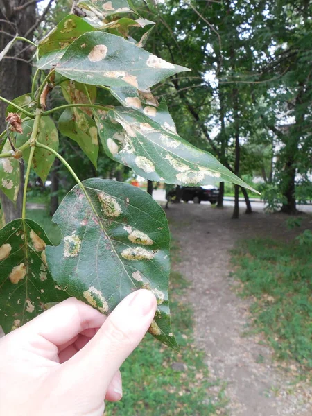 Kavak Yaprağında Populus Zararlı Zararlı Böcek Kavak Güvesinin Lithocoltis Populifoliella — Stok fotoğraf