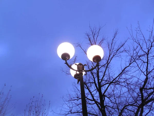 傍晚时分 在漆黑的蓝天映衬下 一盏高大的街灯闪烁着三道圆形的光芒 附近树木的枝条 — 图库照片