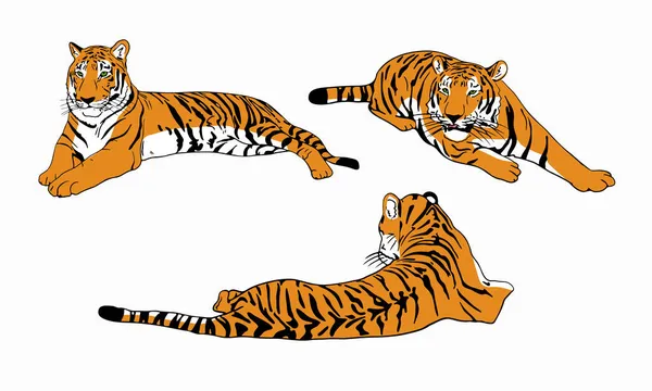 Set Color Tigers Simple Chinese Tiger Design Vector Illustration Isolated — Stock Vector