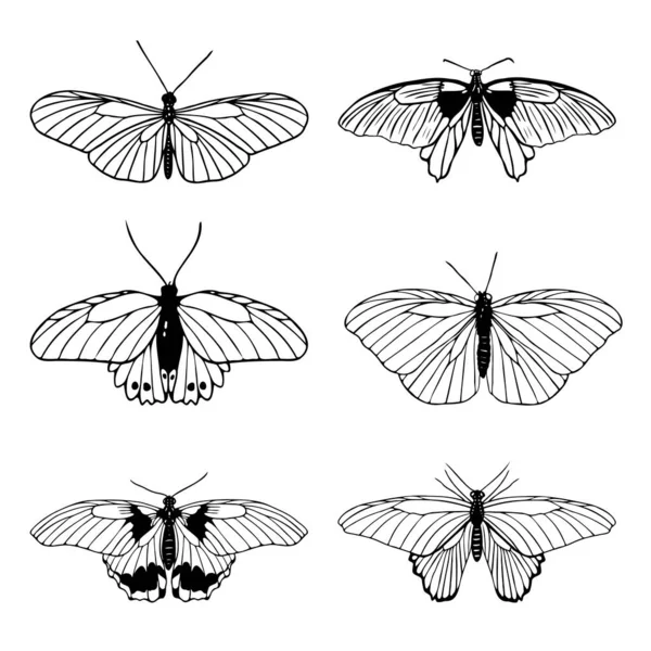 Conjunto Mariposas Dibujadas Mano Sobre Fondo Blanco Esbozo Miimalista Mariposa — Archivo Imágenes Vectoriales