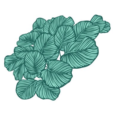 Calathea Orbifolia dekoratif komplikasyon, doğal yeşil süslemeli tropikal bitki yaprağı ve yaz vektörü çizimi deseni bırakıyor