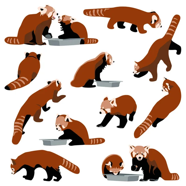 Red Panda Set Kolekce Medvědů Různých Pózách Jíst Chodit Sedět — Stockový vektor