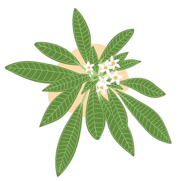 Плюмерия Листья Цветы Простой Плоский Белый Тропический Цветок Зеленые Экзотические — стоковый вектор