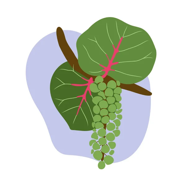 Coccoloba Uvifera Fruits Flat Hand Drawn Seagrape Hanging Baygrape Tree — Stock Vector