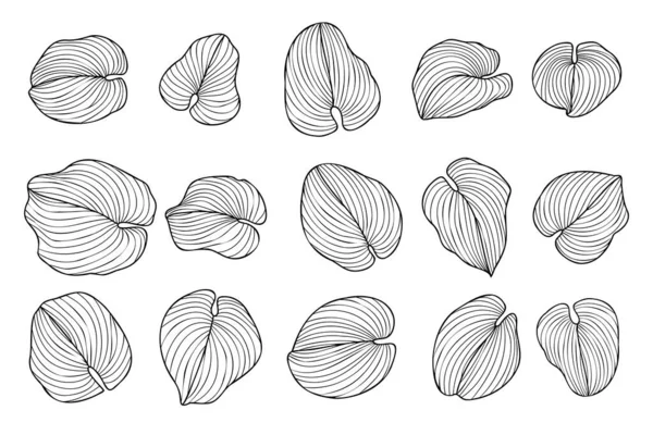 Hosta sieboldiana ya da funkia sina tropikal yapraklar seti, eğri çizgili egzotik el yapımı mürekkep yaprağı estetik modeller için yaz bitkisel bitki vektör çizimi arka plan şablonları