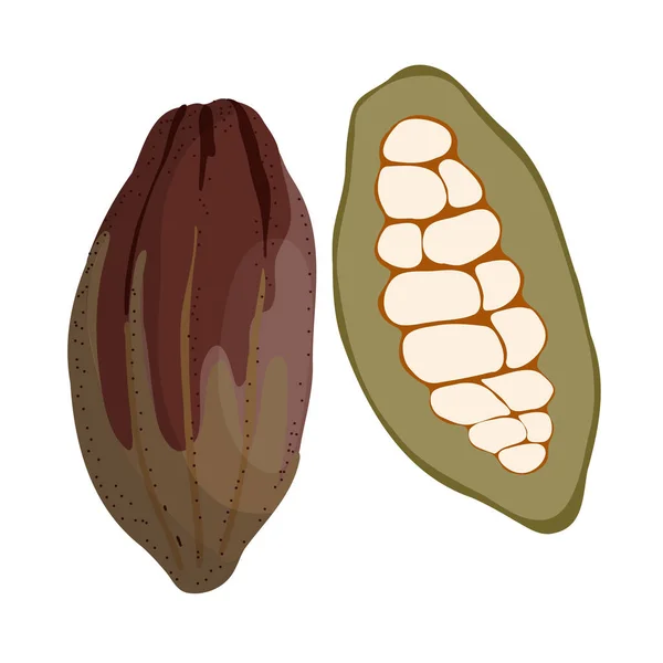 Kakaofrukter Hela Och Skivade Med Naturliga Kakaobönor Inuti Exotiska Chokladfoster — Stock vektor