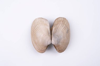 Exotic double sea shells isolated on white background. Concept of lungs. Macro shoot top view clipart