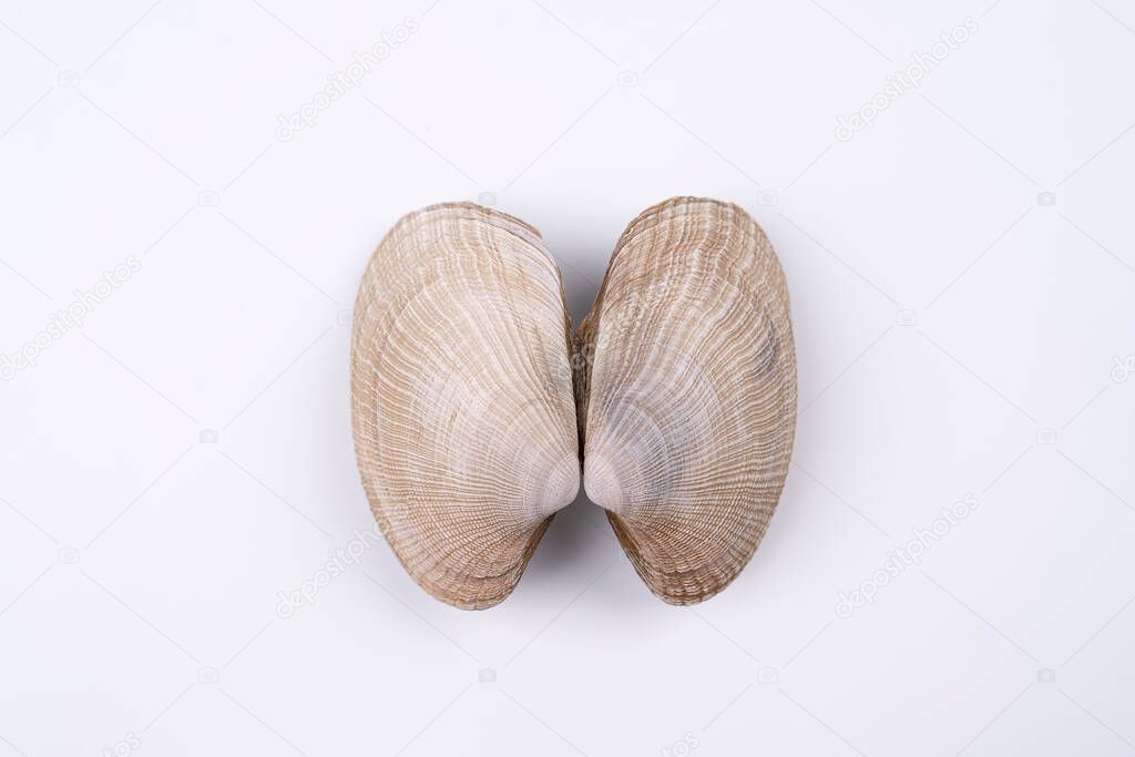 Exotic double sea shells isolated on white background. Concept of lungs. Macro shoot top view