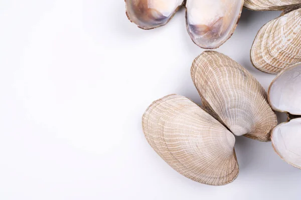 Sea Shells White Background Arranged Bottom Right Corner Copy Space Stock Picture