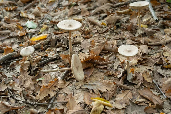 Λευκός Μύκητας Macrolepiota Excoriata Αναπτύσσεται Ένα Δάσος Κοντινή Εικόνα Του — Φωτογραφία Αρχείου